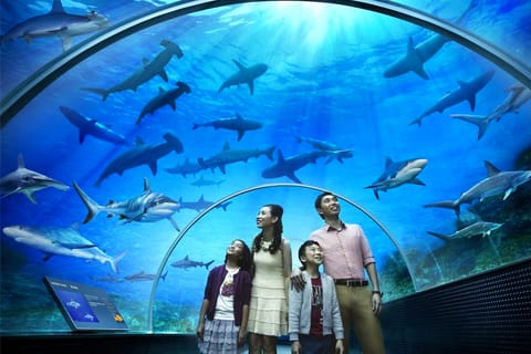 Mondo sommerso di Langkawi
