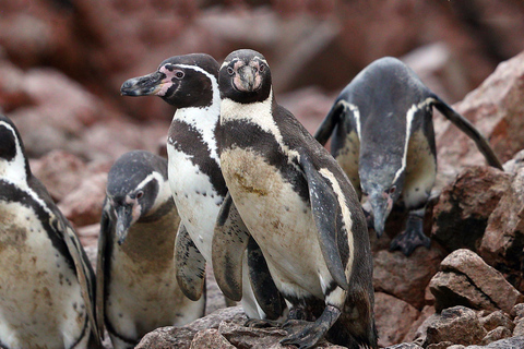 De Paracas: Passeio Turístico de Barco às Ilhas Ballestas