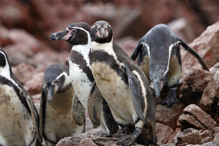 Från Paracas: Båttur till ön Ballestas med natursköna båtar