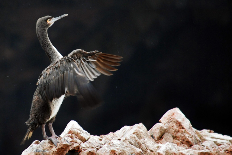 From Paracas: Scenic Boat Tour to Ballestas Island