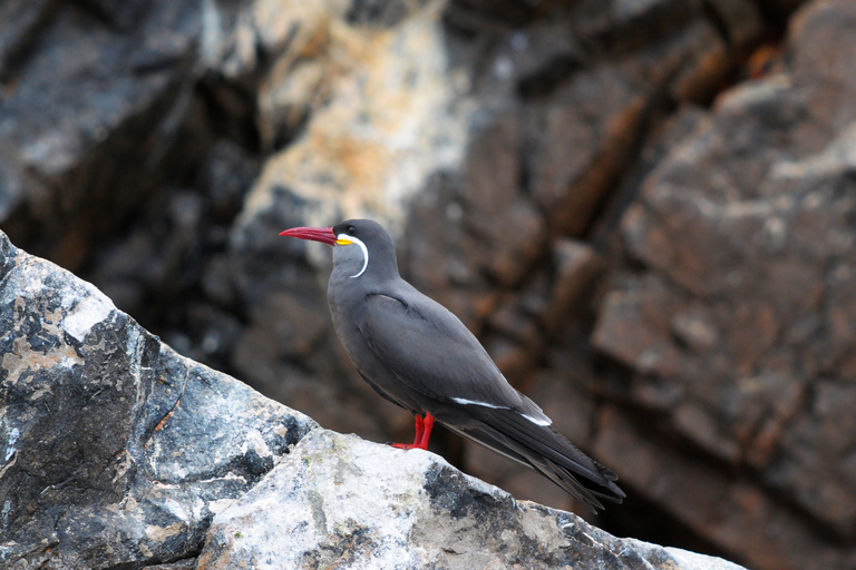 Från Paracas: Båttur till ön Ballestas med natursköna båtar