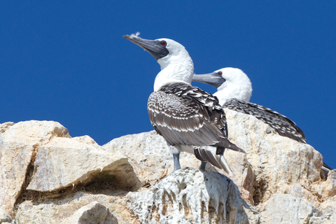 Från Paracas: Båttur till ön Ballestas med natursköna båtar