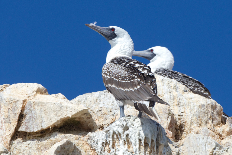 From Paracas: Scenic Boat Tour to Ballestas Island