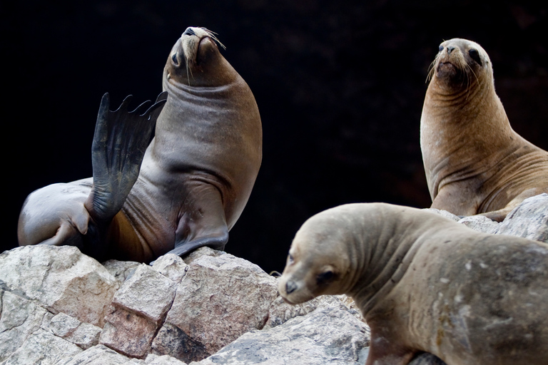 Från Paracas: Båttur till ön Ballestas med natursköna båtar