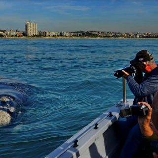 Port Elizabeth: crociera in barca con balene, delfini e pinguini
