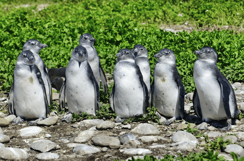 Port Elizabeth Whale Dolphin And Penguin Boat Cruise Getyourguide