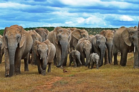Rota Jardim e Parque dos Elefantes de Addo: Excursão 6 Dias