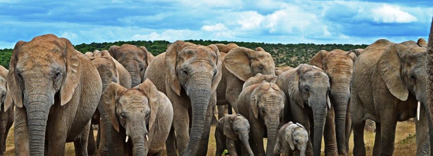 Garden Route e Addo Elephant Park: safari di 6 giorni