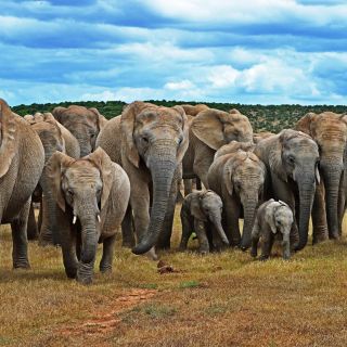 Strada dei Giardini e Parco degli Elefanti: tour di 6 giorni