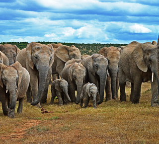 Addo-Elefanten-Nationalpark: Mehrtägige Ausflüge ab Kapstadt