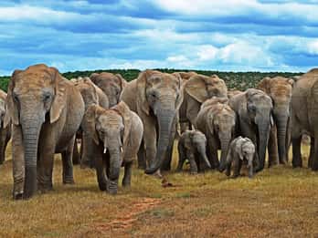 6-Day Garden Route & Addo Safari