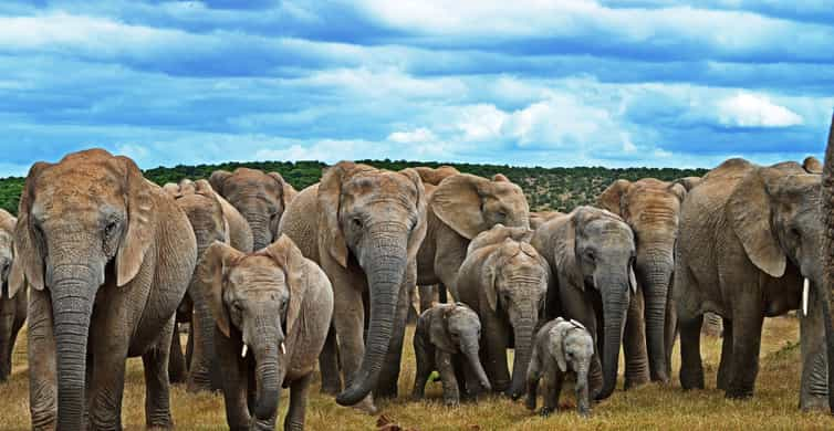 Cape Town: Garden Route and Addo Elephant Park 6-Day Safari