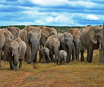 Cidade do Cabo: Safari de 6 dias na Garden Route e no Addo Elephant Park
