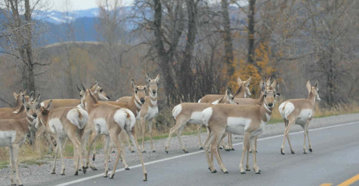 From Jackson: Yellowstone Day Tour Including Entrance Fee