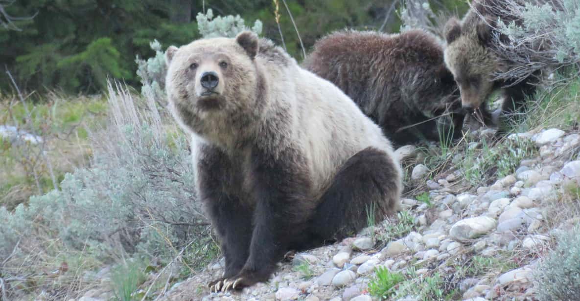 From Jackson: Yellowstone Day Tour Including Entrance Fee