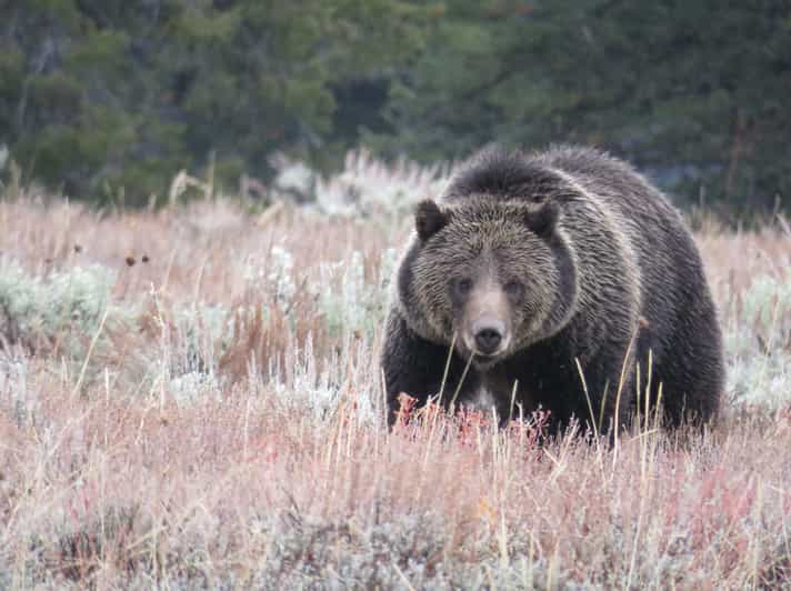 From Jackson: Yellowstone Day Tour Including Entrance Fee | GetYourGuide