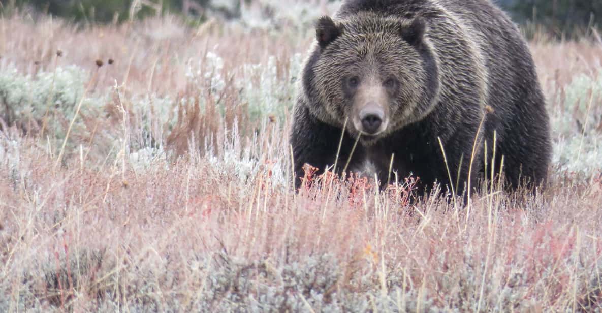 From Jackson: Yellowstone Day Tour Including Entrance Fee