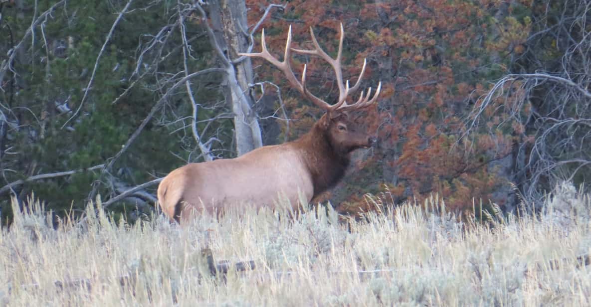 From Jackson: Yellowstone Day Tour Including Entrance Fee
