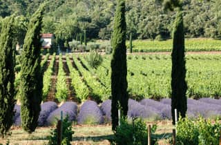Aix-en-Provence und Weinprobe: private Tagestour