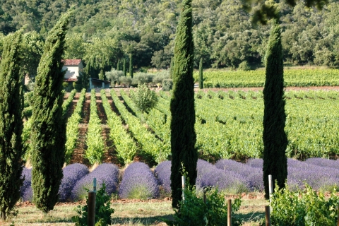 Visite privée d'une journée à Aix en Provence et dégustation de vins