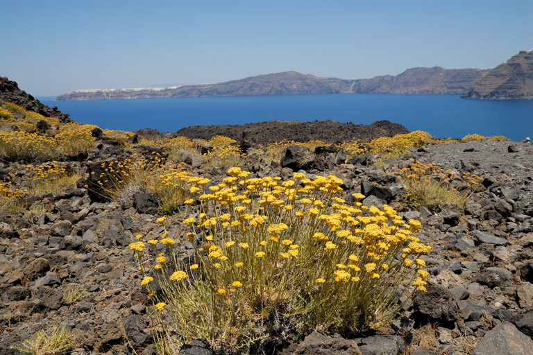 Santorin : volcan et îles de ThirassiaCroisière matinale à Thirassia et au volcan de Santorin