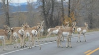 Parc national de Grand Teton, visite d'une journée avec balade en bateau - Housity