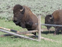 Parc national de Grand Teton, visite d'une journée avec balade en bateau - Housity