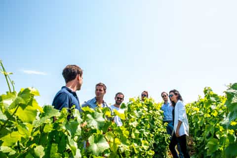 From Reims: Taittinger Champagne Morning Tour & Tastings