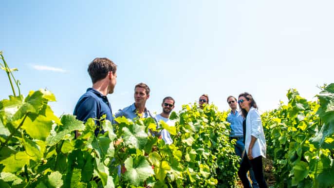 from reims taittinger champagne morning tour tastings