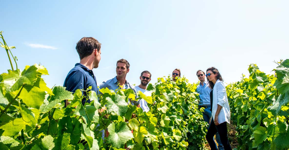 From Reims: Taittinger Champagne Morning Tour & Tastings