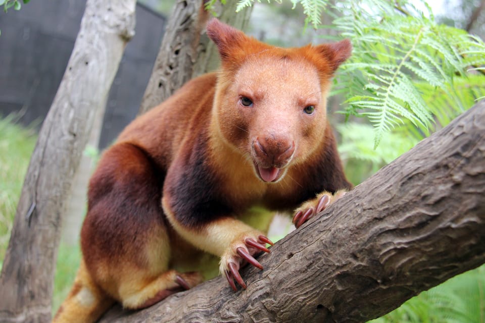 シドニー：タロンガ動物園チケット | GetYourGuide