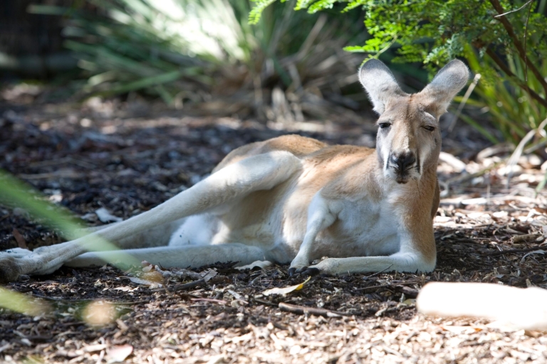 Sydney: Ticket für den Taronga Zoo