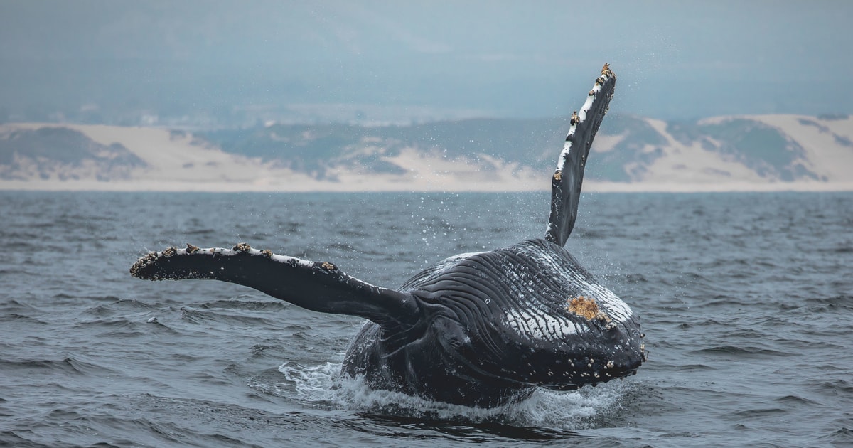 Monterey Bay Whale Watching Tour GetYourGuide