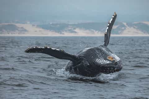 Baia di Monterey: tour con osservazione delle balene