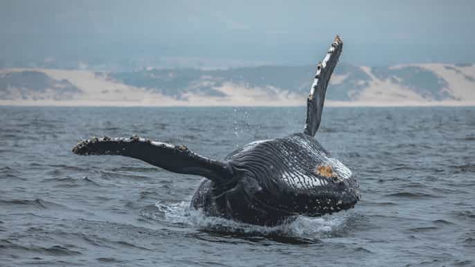 monterey bay whale watching tour