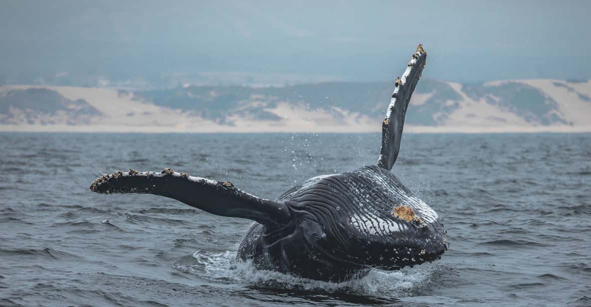 Monterey Bay: Whale Watching Tour