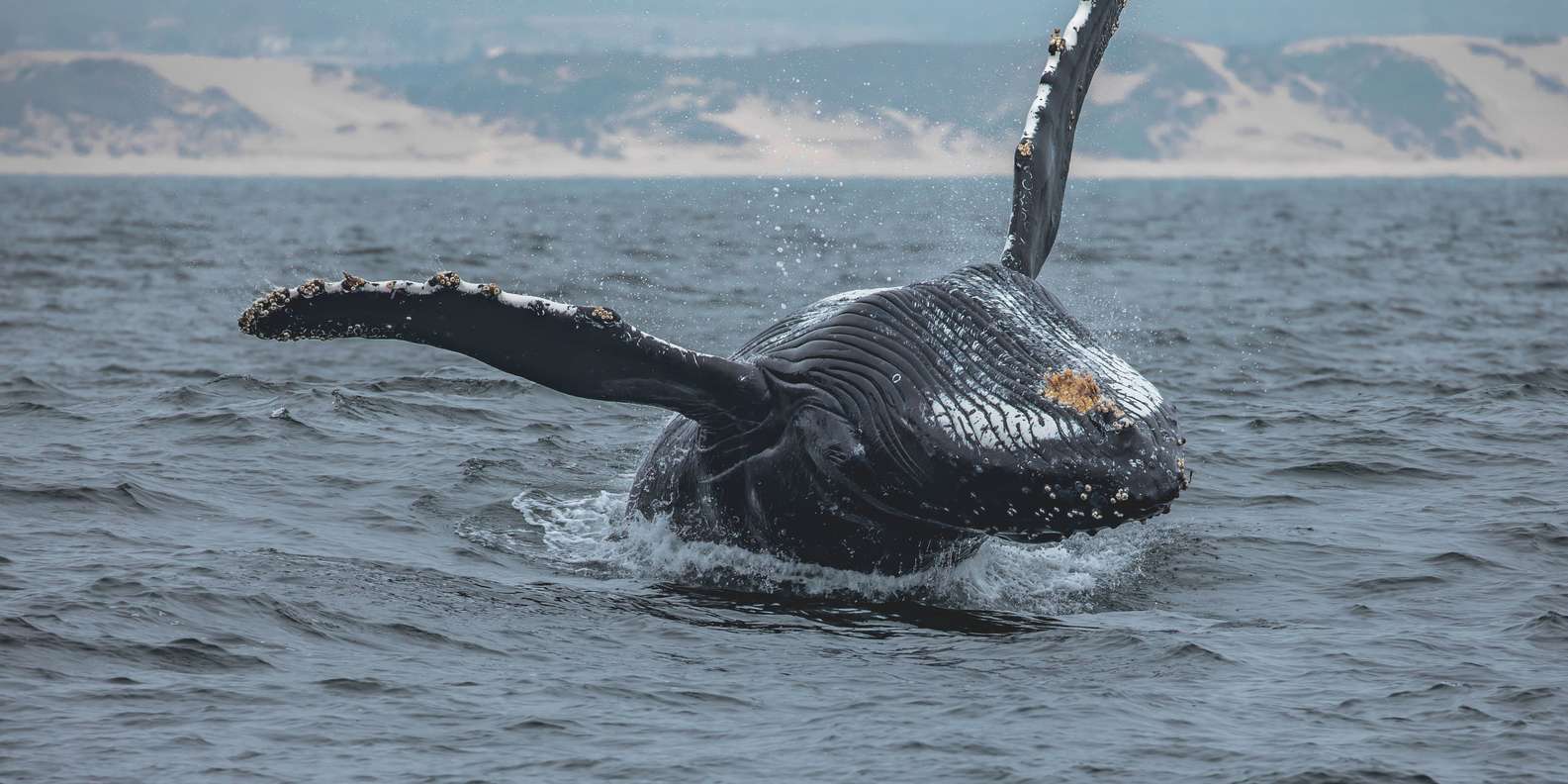 Bahia De Monterey Tour De Avistamiento De Ballenas Getyourguide