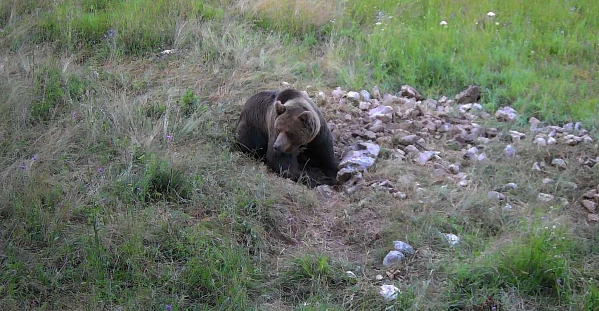 Bear Watching Slovenia