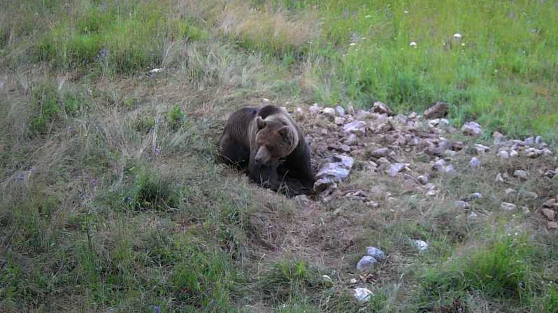 Ведмідь спостерігає за Словенією з рейнджером і місцевим гідом