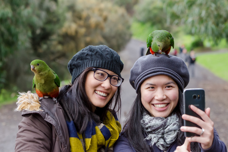 Desde Melbourne: Excursión de un día a la Gran Ruta Oceánica y la Selva TropicalMelbourne: día completo por la Great Ocean Road