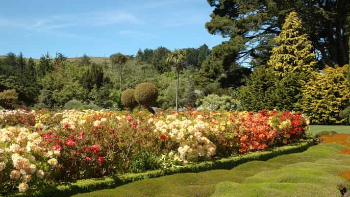 from dunedin larnach castle and gardens tour