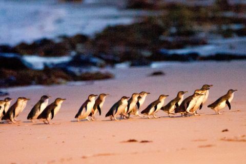 Excursão Coalas e Pinguins saindo de Melbourne