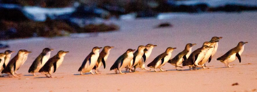 Phillip Island: tour da Melbourne con Parata dei Pinguini