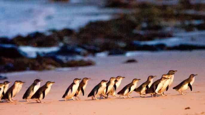 desde melbourne tour de koalas y desfile de pingüinos