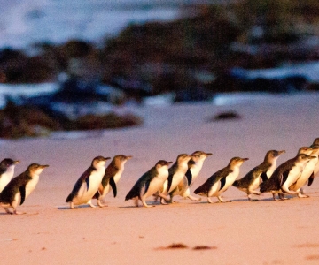 De Melbourne: Excursão Coalas e Marcha dos Pinguins