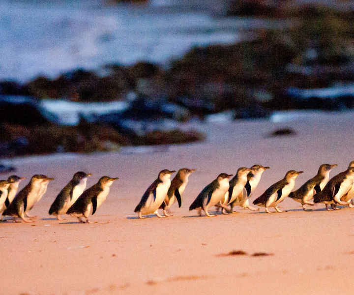 From Melbourne: Penguin Parade and Koalas Tour