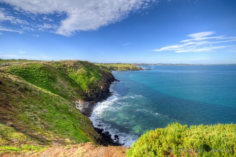 From Melbourne: Penguin Parade and Koalas Tour