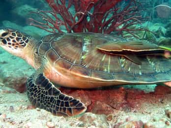 Koh Chang: Half-Day Snorkeling Adventure on a Speedboat