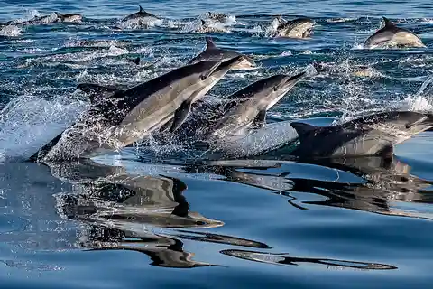 Combo Tour: Marine Wildlife Cruise & Weinland