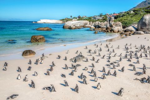 Le Cap : Excursion d'une demi-journée pour observer les pingouins à Boulders Beach